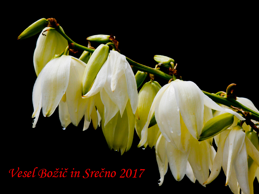 Srečno 2017.jpg