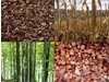 Razpisi za subvencioniranje energetske izrabe lesne biomase